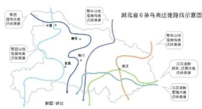 全国3个迁徙区我省横跨2个 湖北6条路线保护百万候鸟越冬 