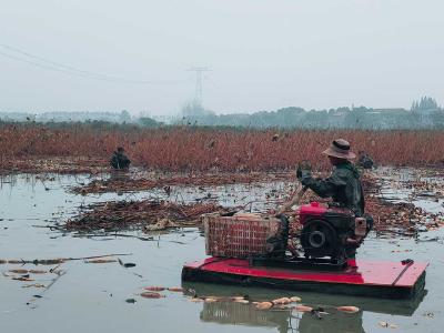 经济日报丨目标百亿产值！湖北擦亮“洪湖莲藕”品牌