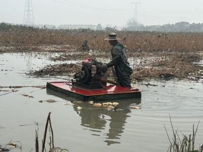 澎湃新闻|“洪湖莲藕·清甜可口”全国主流媒体，走进洪湖莲藕品牌核心地活动举行