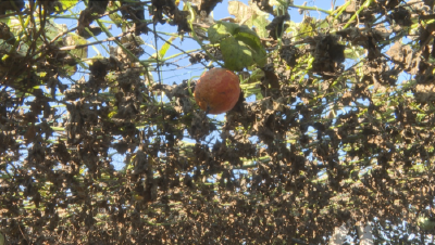 石首市东升镇：小田并大田 吊瓜成“金瓜”