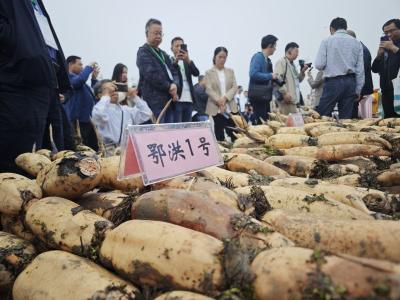 大河报·豫视频|热销全国！湖北洪湖莲藕线上日销超千万元