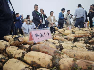 央视网关注荆州 | 甜了舌尖 兴了产业——湖北洪湖以藕为媒 “莲”通乡村振兴之路