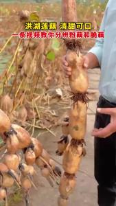 洪湖莲藕 清甜可囗！一条视频教你分辨粉藕和脆藕