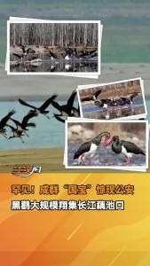 罕见！成群“国宝”惊现公安