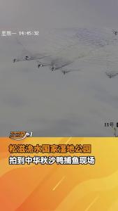 松滋洈水国家湿地公园，拍到了中华秋沙鸭捕鱼的现场画面