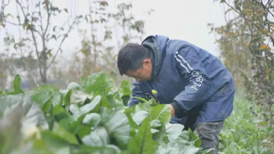 公安县“好七佬”：鼓起百姓钱袋子