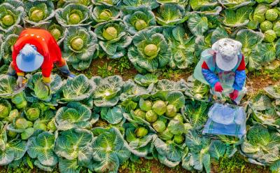 湖北日报网关注 | 荆州24.2万亩蔬菜保障春节市场供应