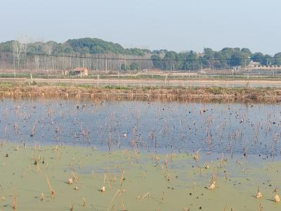 湖北越冬水鸟同步调查启动 掌握水鸟种类与数量