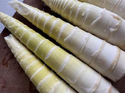 美味春笋变“春损”？食用禁忌需牢记  