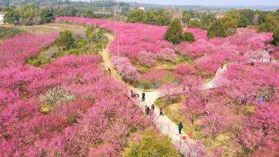 春日赏花季：2月15日（周六）走进恒荣梅园 赴一场春光盛宴