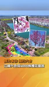 樱为有你 相约六合！江陵六合垸4000株樱花盛放