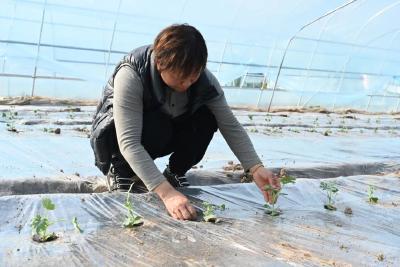 湖北日报农村新报关注荆州：瓜菜住大棚，一年产三季