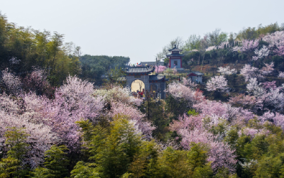 春花烂漫，美景如画！都市圈唱响“赏花经济”