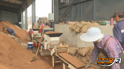 石首市东升镇：“土专家”刘飞领跑春耕增效