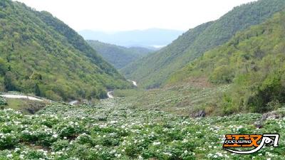 松滋市刘家场镇：油用牡丹盛开 有风景更有“钱”景