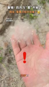 警惕！四月飞“雪”开始了 网友：看着已经开始痒了