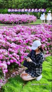 临江仙公园的月季花开啦！