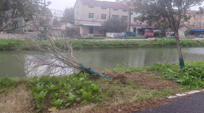 e线民生｜景观绿地变菜地 管理难题如何破解？
