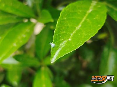 记者帮忙丨裹“棉絮”穿羽衣 大量白色飞虫引人忧