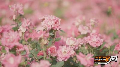 临江仙花展月季盛放 千平花海邀您共赏