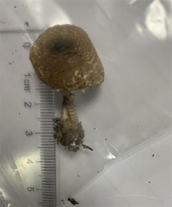 不要吃！严重可致死亡！湖北疾控最新提醒