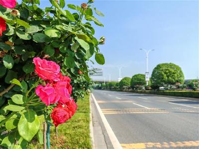 荆州：满城花开迎五一 邀您共享“花式浪漫”