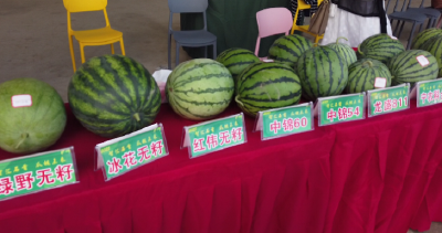 石首：甜蜜产业链助推农业高质量发展