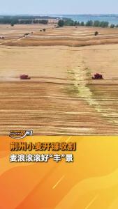 荆州小麦开镰收割 麦浪滚滚好“丰”景
