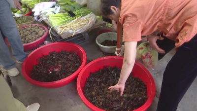“尝鲜正当时”！荆州小龙虾大量上市