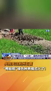 央视聚焦！荆州石首
