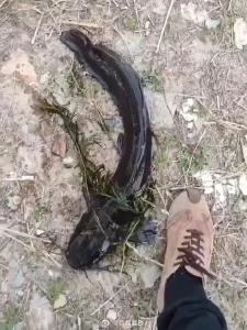 热搜第一！大连西山水库惊现成群超大怪鱼