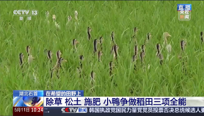 央视聚焦！石首“鸭蛙稻”模式出圈