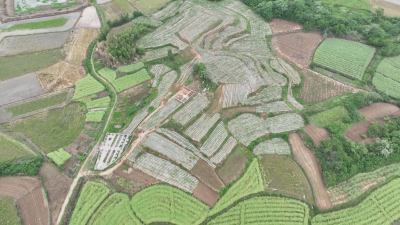 湖北洪湖：做好土地流转文章 激活乡村振兴新动力  