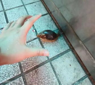 提醒！雨后遇到这种大蜗牛千万别碰