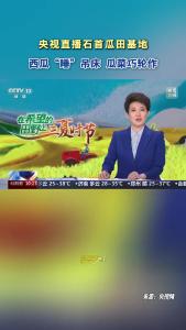 央视直播石首瓜田基地：西瓜“睡”吊床  瓜菜巧轮作