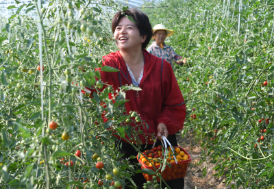 来松滋市麻砂滩村感受采摘乐趣  小不点果园当属首选打卡点