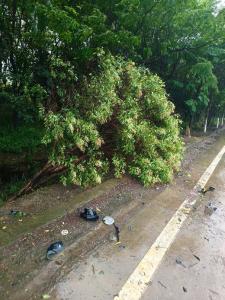 松滋市公路事业发展中心及时处置大雨倒伏路树  保障国省县道安全畅通