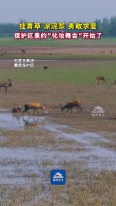挂青草 涂泥浆 勇敢求爱！保护区里的“化妆舞会”开始了