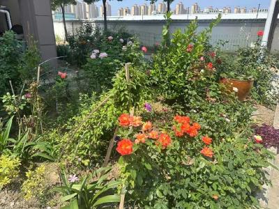 闲置地焕发新生机，常湾逸居小区变美了