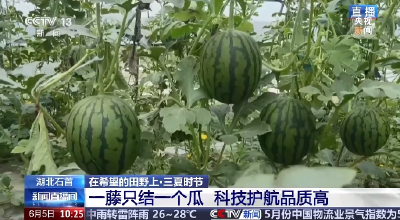 央视报道：石首西瓜“睡吊床”  轮作铺就“甜蜜”致富路