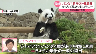 4只旅日大熊猫回国，日本民众泪别