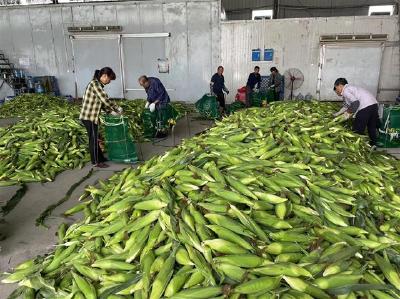 致富带头人袁发山：丰富“菜篮子”鼓起了农民“钱袋子”