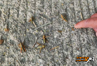 荆州：无人机飞防 打响竹蝗防治攻坚战