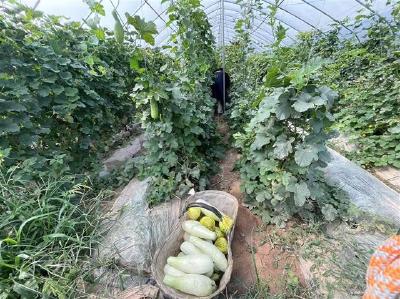湖北荆州：“甜蜜产业”开辟农民增收“新赛道”