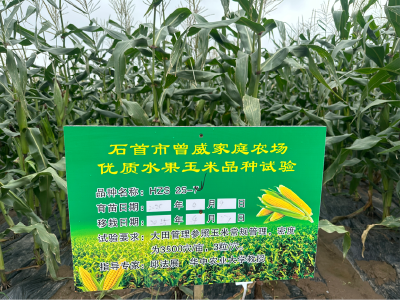 石首：新品种甜玉米试种 农场探索产业升级新路径