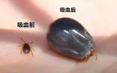 严重可致命！夏季高发，警惕这种“小黑点”