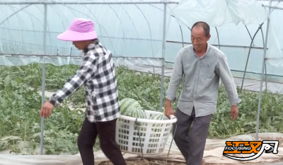 荆州松滋：年销上亿元！“滋宝西瓜”为乡村振兴甜蜜赋能