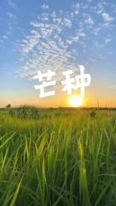 芒种迎高考：愿你“芒”有所得 一举高“种”