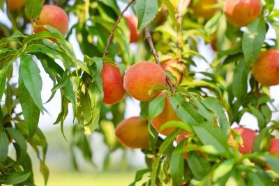 【媒眼看荆州】6月19日—6月27日 央省媒体聚焦抗洪防汛、中考、非遗......
