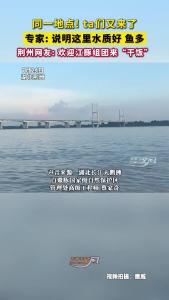 同一地点，同一时段！市民又拍到江豚在长江荆州段戏水~专家：很有可能是来“干饭”的！